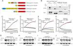 ALK fusion NSCLC oncogenes promote survival and inhibit NK cell responses via SERPINB4 expression 