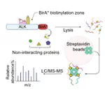 BioID-Screening Identifies PEAK1 and SHP2 as Components of the ALK Proximitome in Neuroblastoma Cells