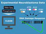 Preclinical exploration of the DNA damage response pathway using the interactive neuroblastoma cell line explorer CLEAN