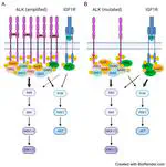 IGF1R Contributes to Cell Proliferation in ALK-Mutated Neuroblastoma with Preference for Activating the PI3K-AKT Signaling Pathway 