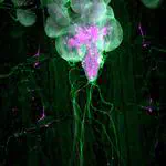 The Alk receptor tyrosine kinase regulates Sparkly, a novel activity regulating neuropeptide precursor in the Drosophila central nervous system